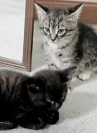 萌宠记：不止是可爱，更有深情！治愈系纪录片，看毛茸茸小伙伴如何温暖你的心